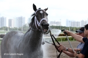 Live Lively (KY) getting cooled down after her first race of the year